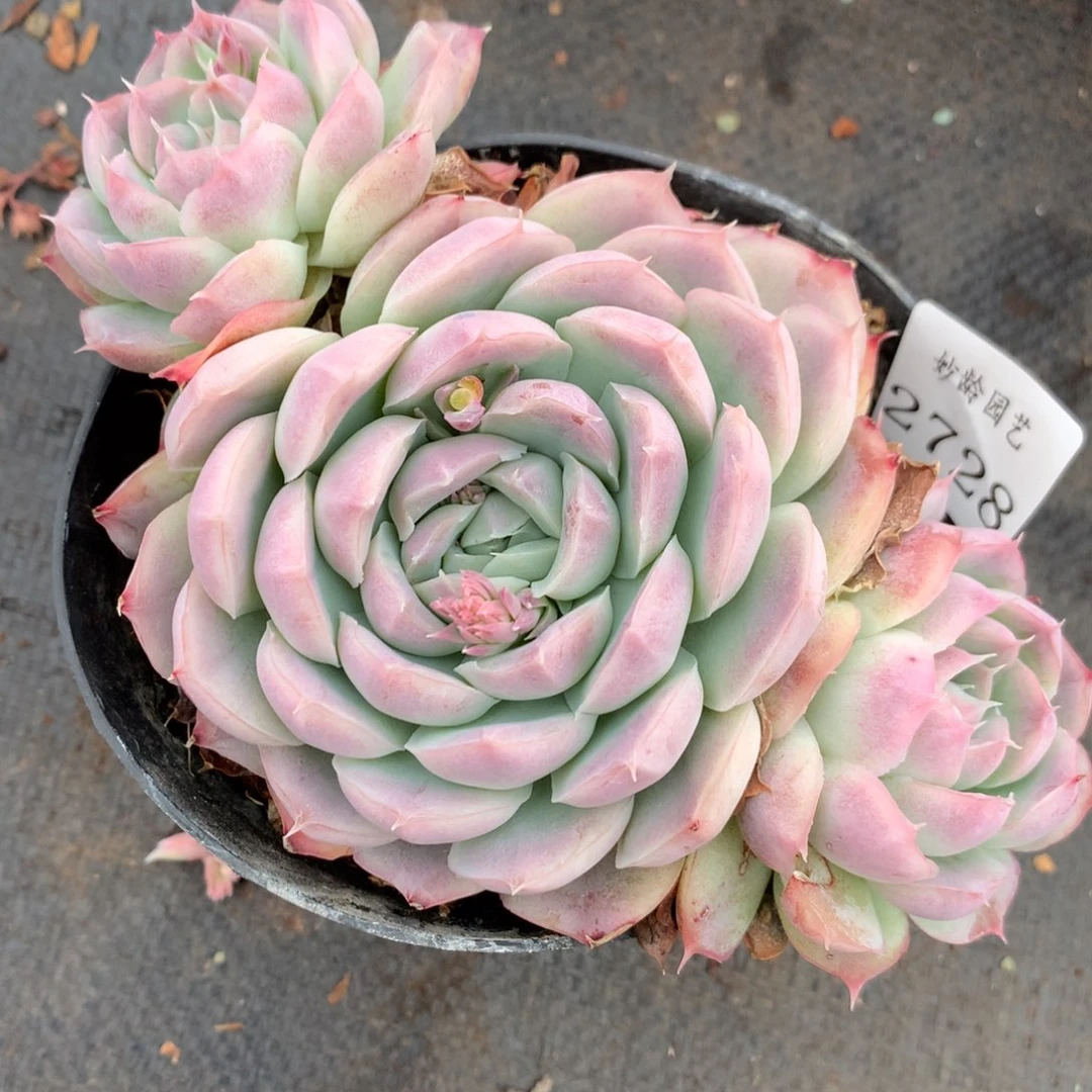 2728新年快乐发发发