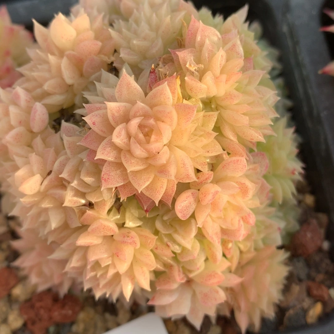 0225-07 麦杆优选