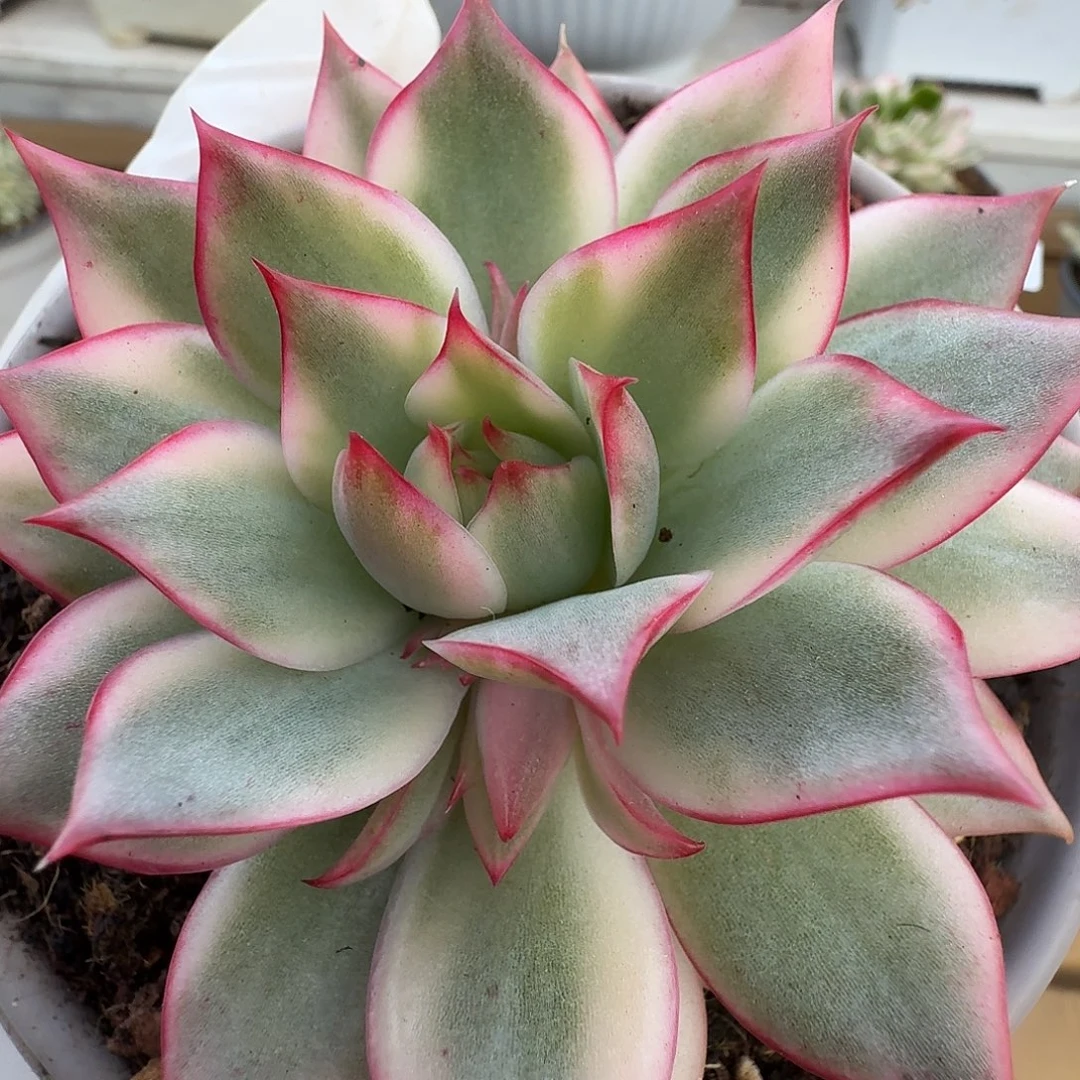 宝莲灯锦1111220-17