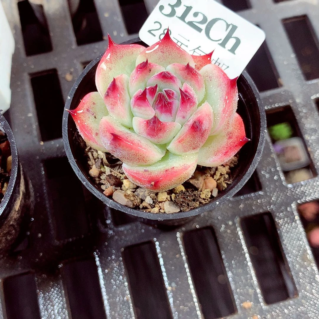 5厘米盆精控多肉312