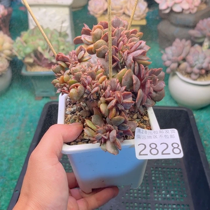 大2828:（svzczghhhhd