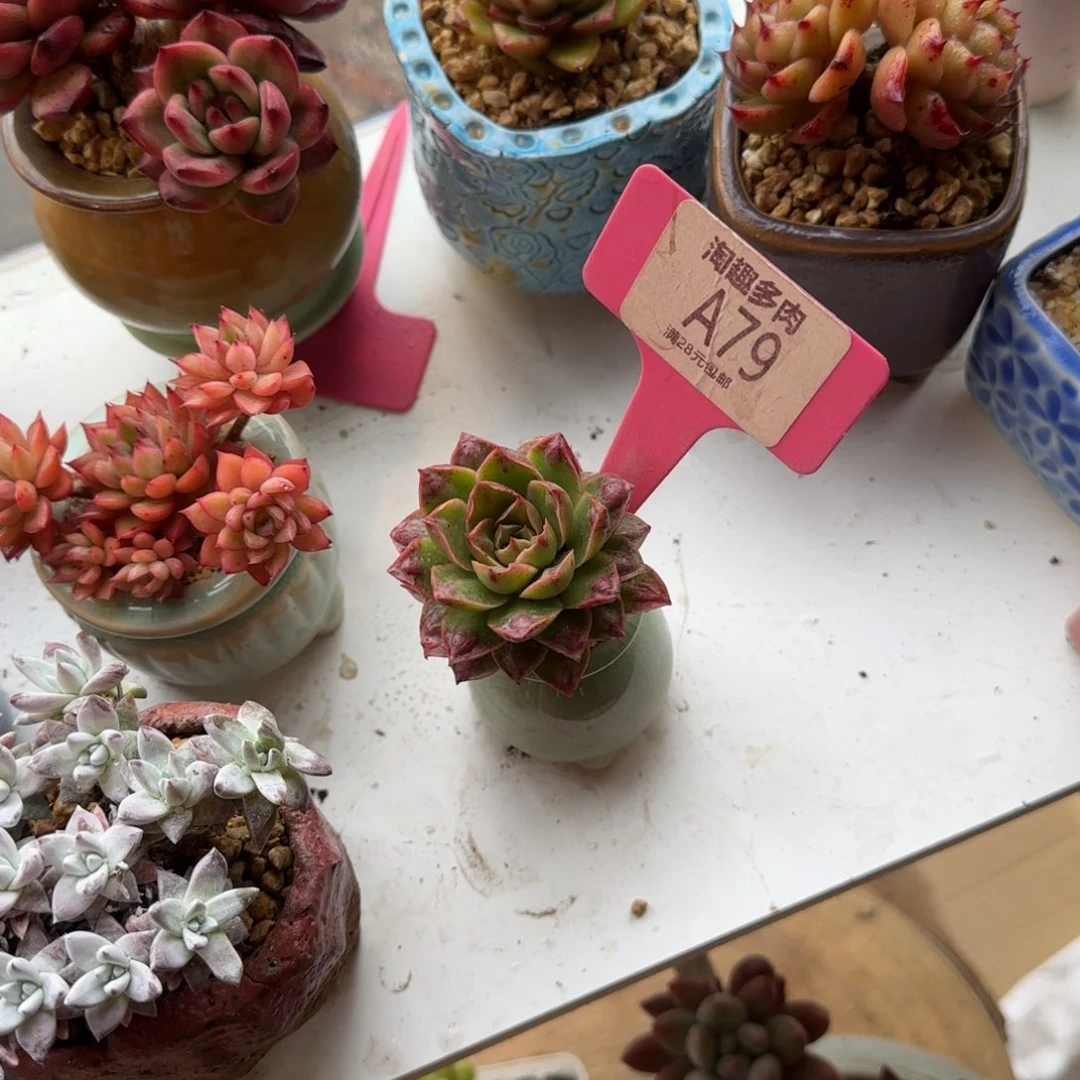 杨*⌯多肉植物单头老庄