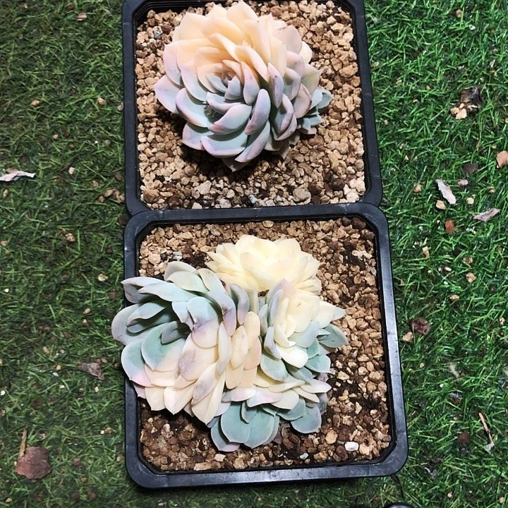 翠**王雪球锦大群多肉植物