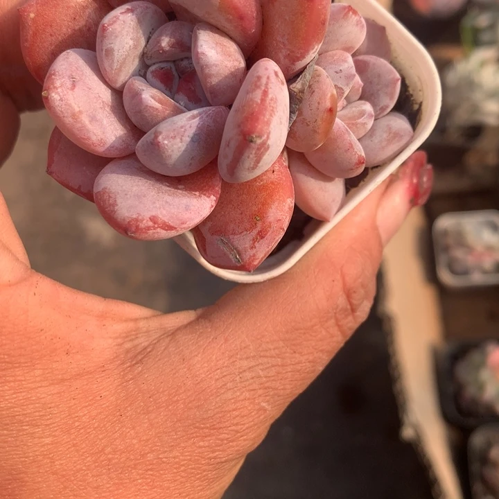 雪茶  一物一拍  双  包邮