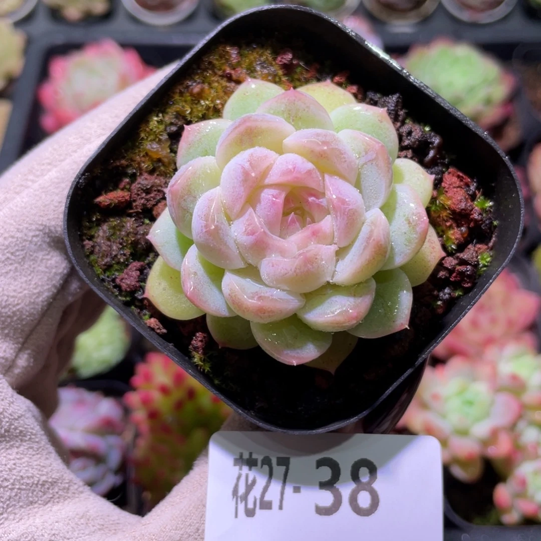 花利美27-38新品单头