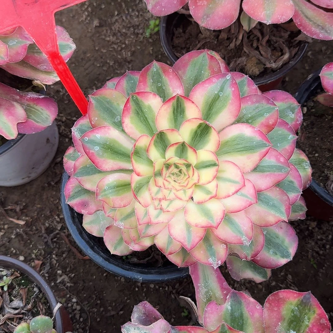 4153爱丽丝多肉法师