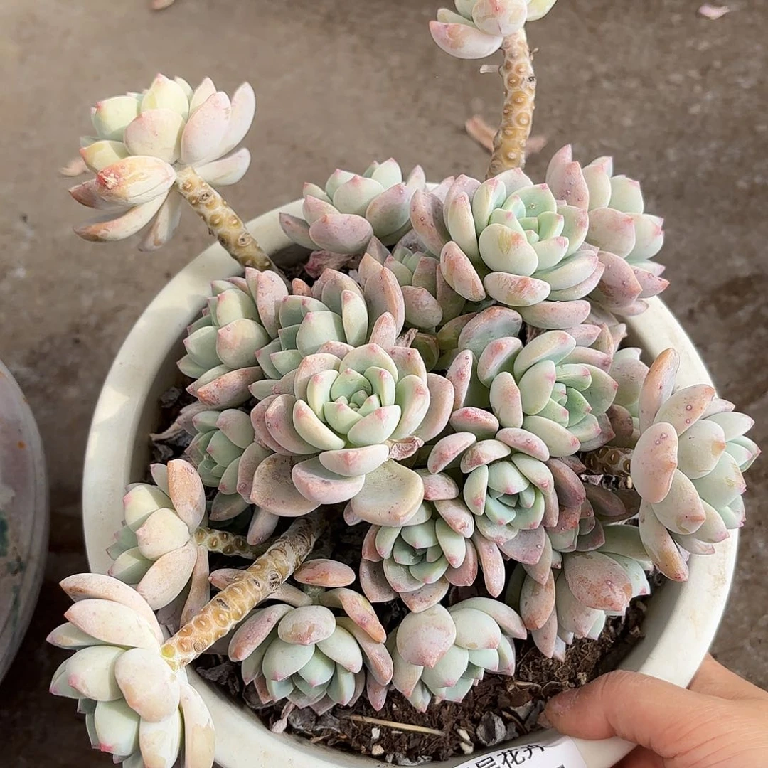 同温层多肉露凝香285