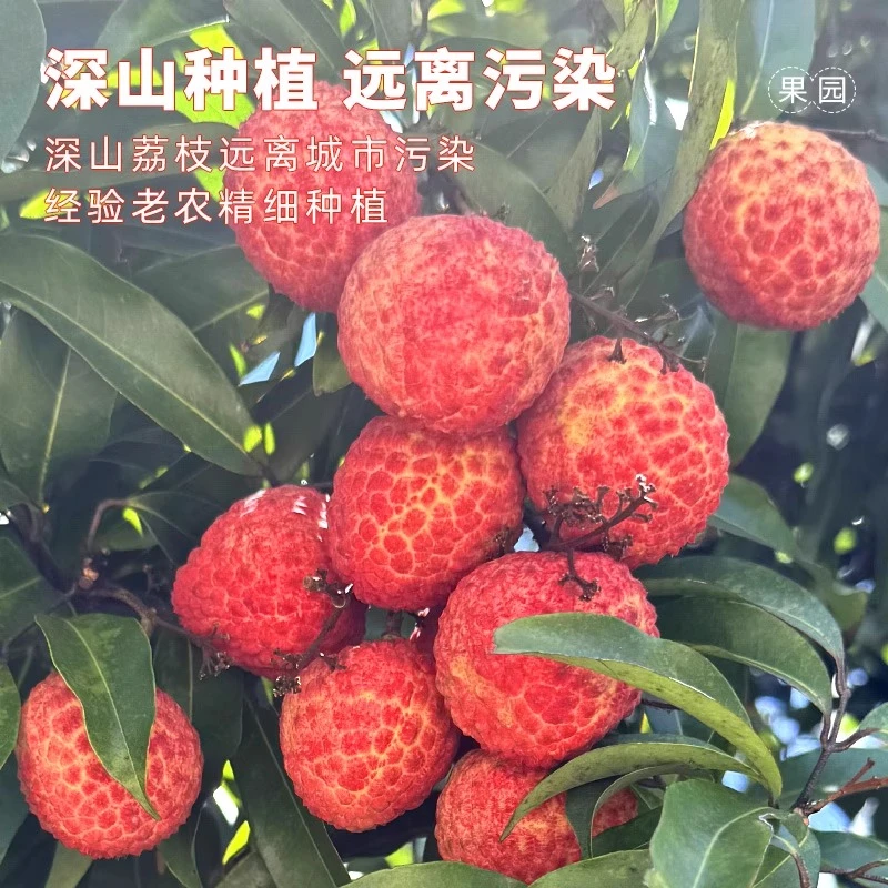 正宗潮汕雷岭小糯荔枝小核现摘孕妇当季新鲜水果整箱保鲜发货包邮