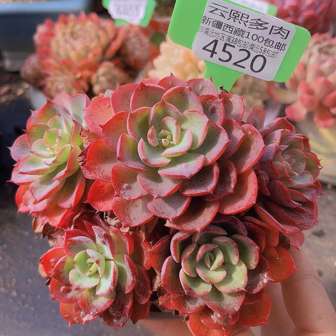 4520雨滴多肉植物