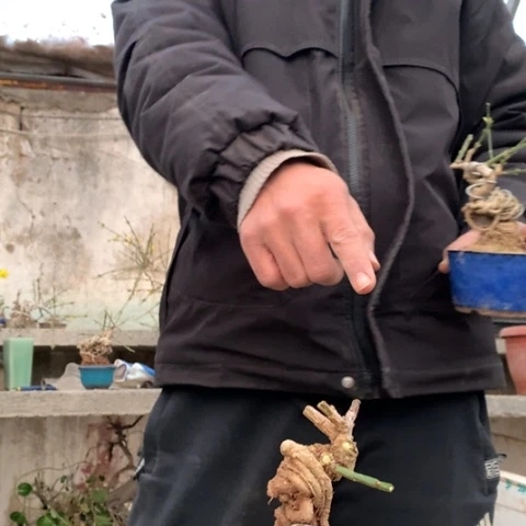 追***年当前无花栽培后可以开花