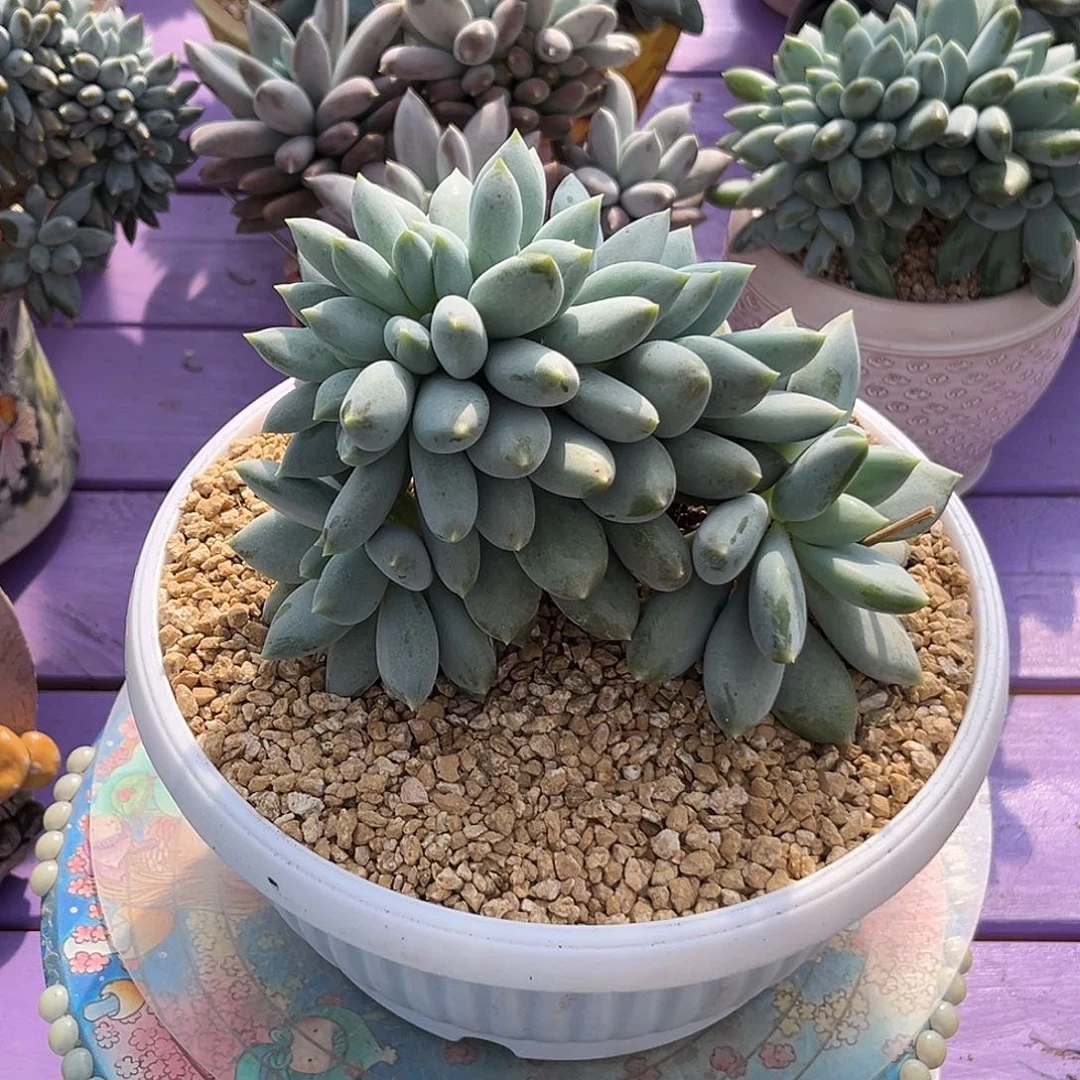 哥特萝莉一物一拍