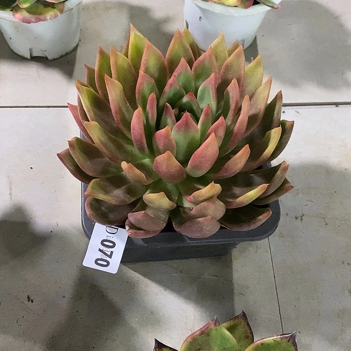 娇***妻070阿姆斯壮多肉植物