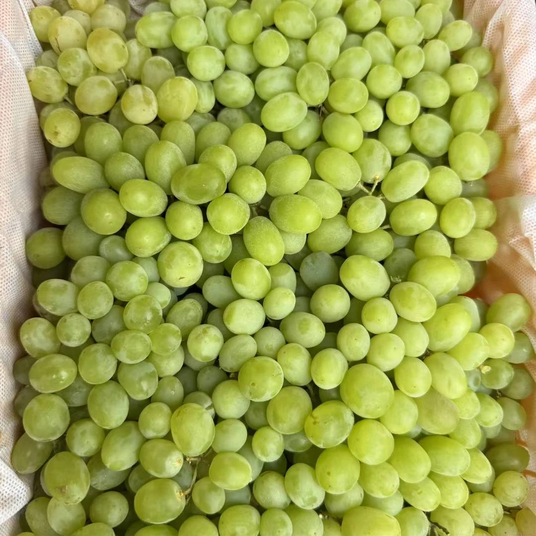 新疆无核白马奶提，25元一筐，不用吐皮的快乐斤新疆维吾尔自治区