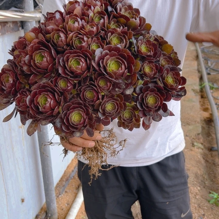 35.8赤焰莲一棵包邮