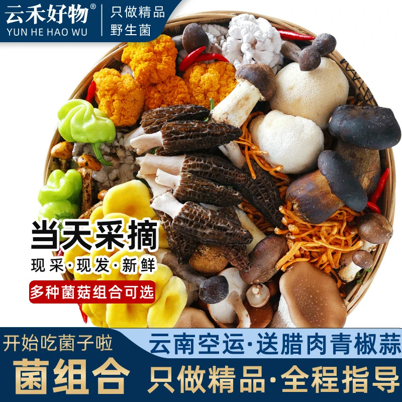 云禾好物|云南菌子火锅菌菇新鲜黑牛肝菌仿野生无毒蘑菇组合1kg鲜菌组合