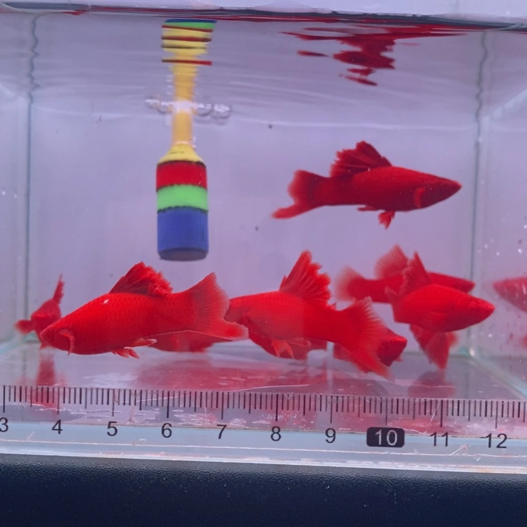 红剑鱼高鳍红剑亚成4刀6母