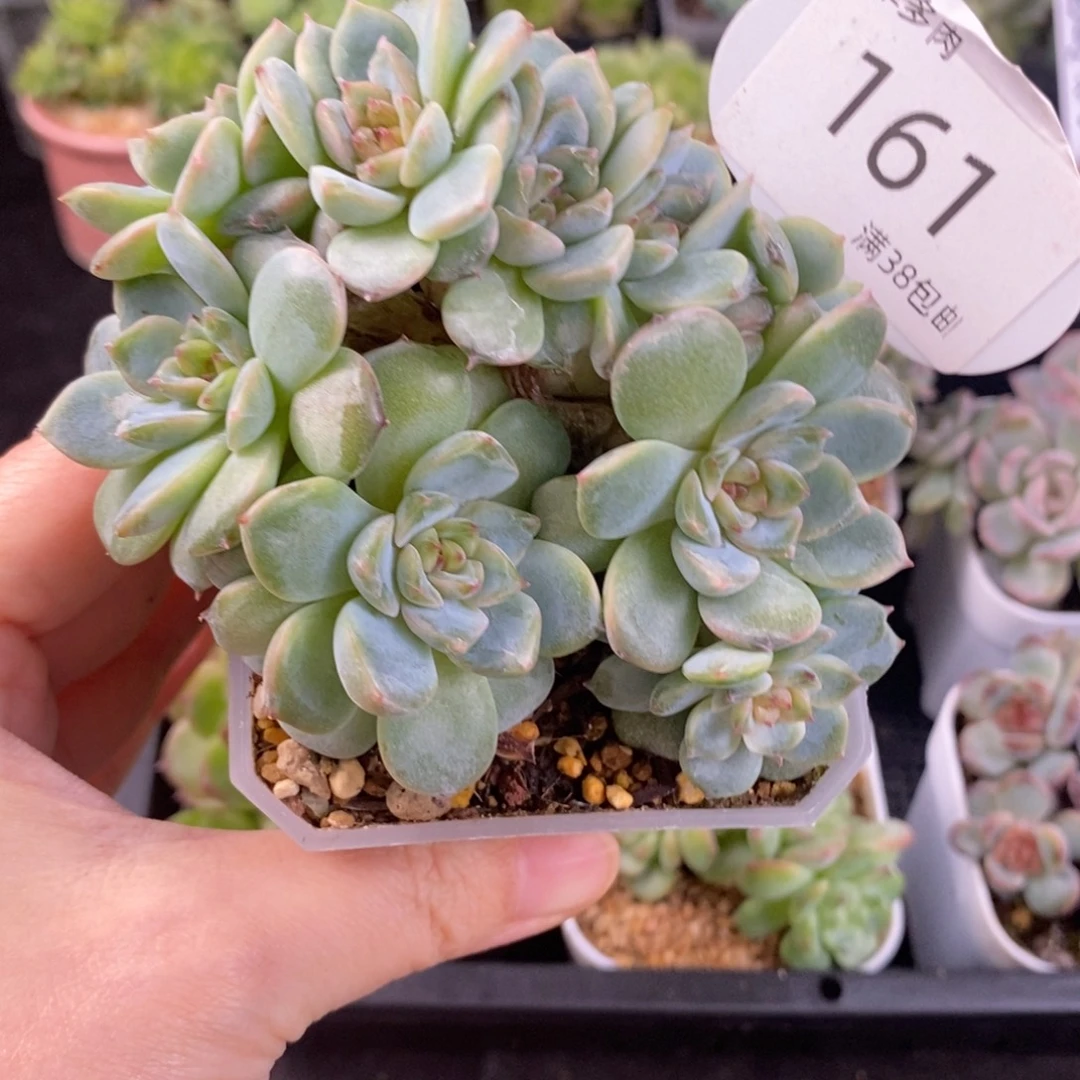 石榴汁珍妮九头群161号