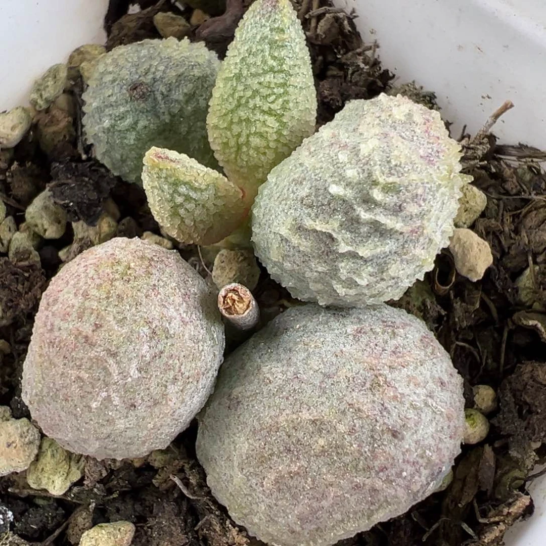 实生圆叶多肉植物水泡