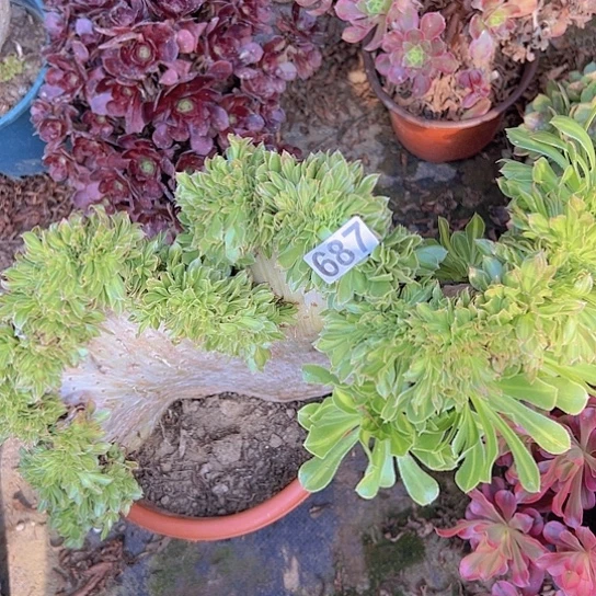 想***啥多肉植物一种碧螺春