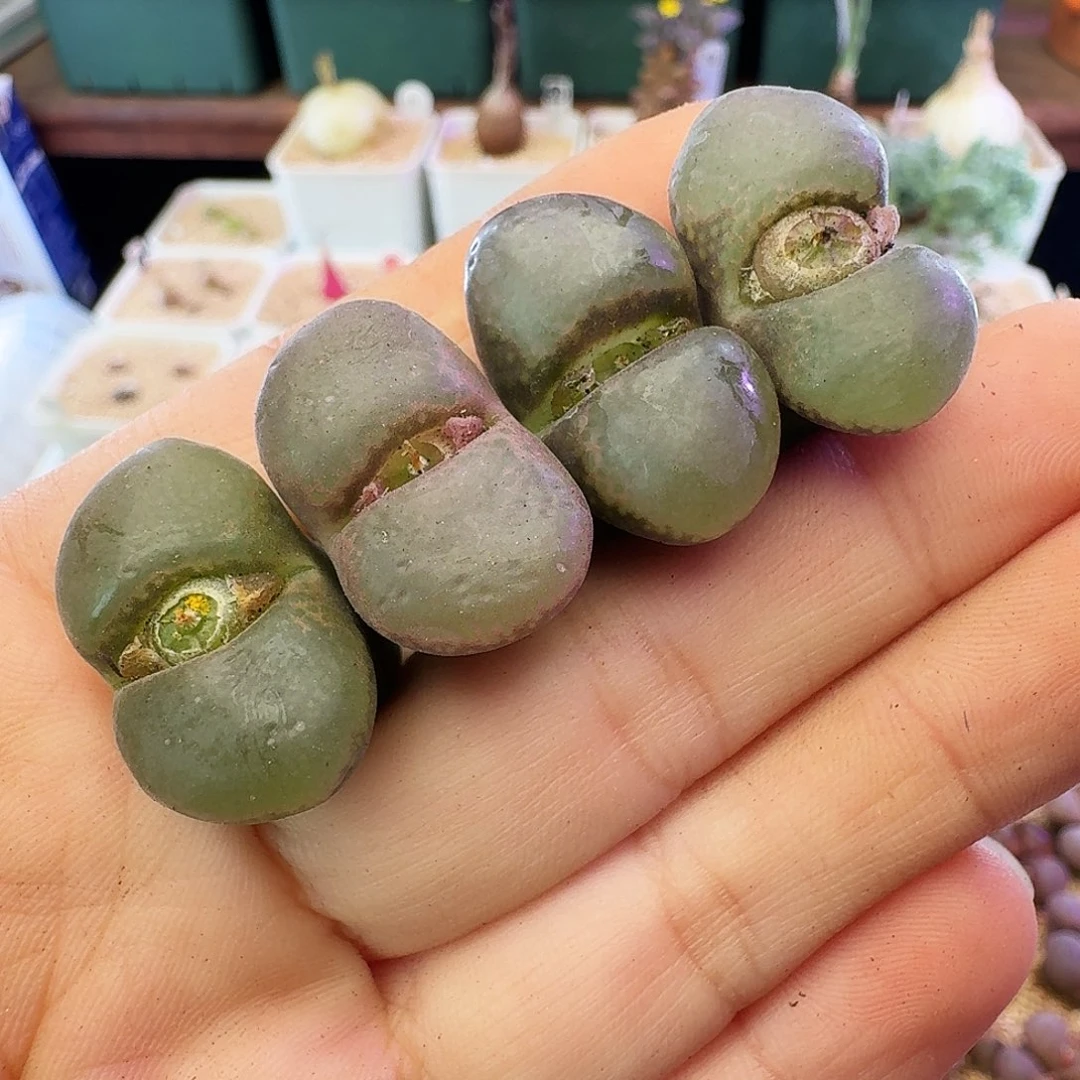 福利瑕疵风铃介意慎拍89