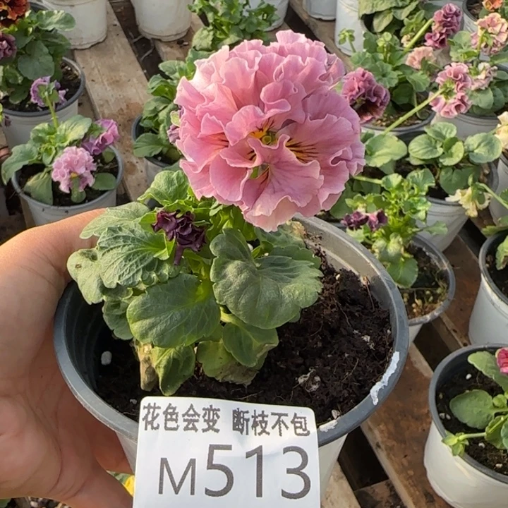 天***谭无花朵洛可可M513角堇小苗一物一拍默认苗晃