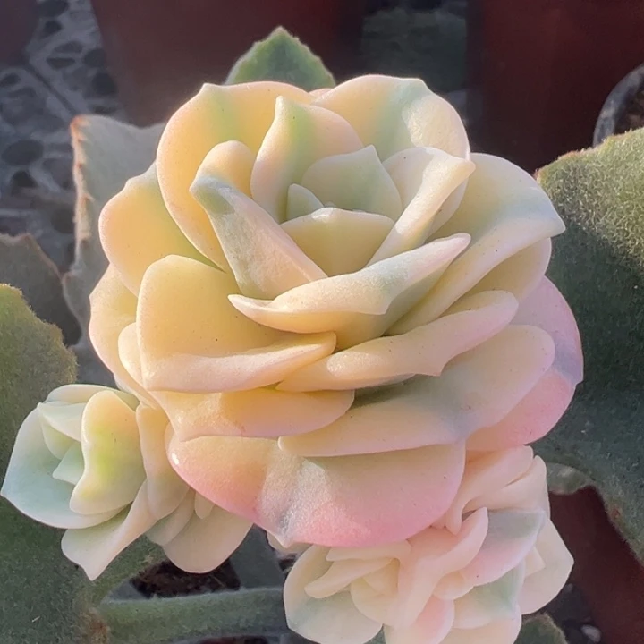 可爱玫瑰宽锦一物一拍