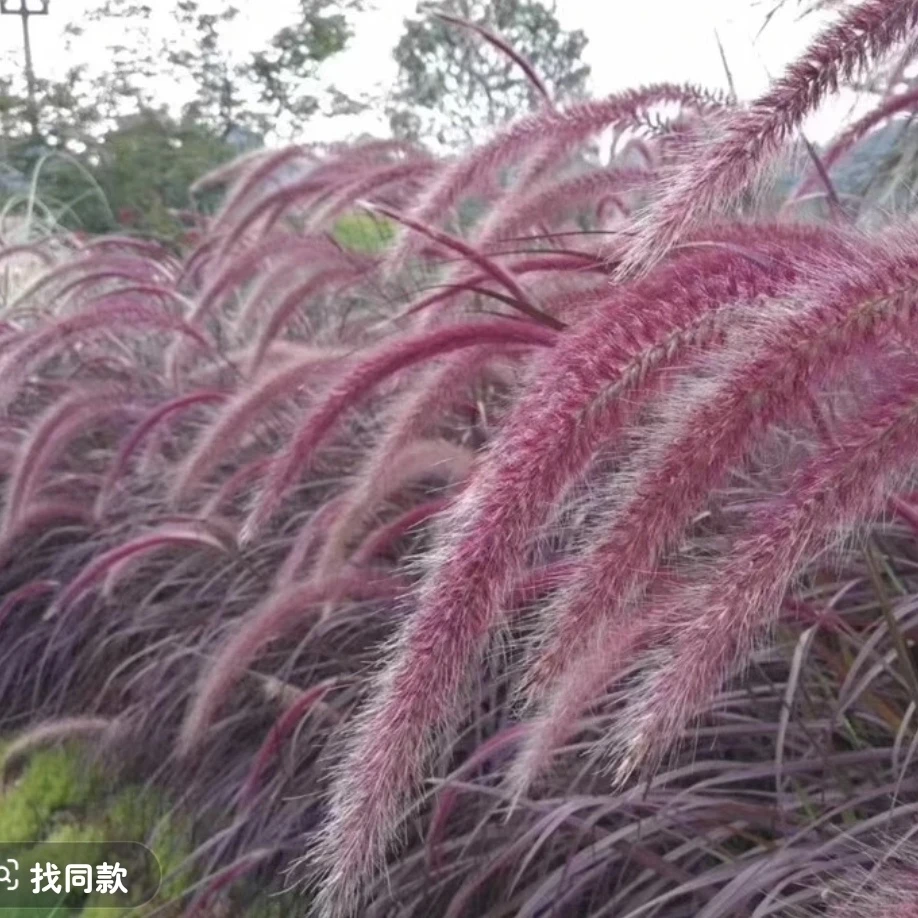 紫叶火焰狼尾草花苗盆栽花镜庭院花园多年生观叶植物护坡狗尾巴草