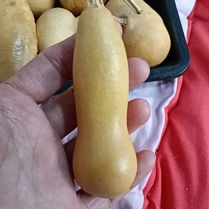 北**城葫芦葫芦葫芦葫芦