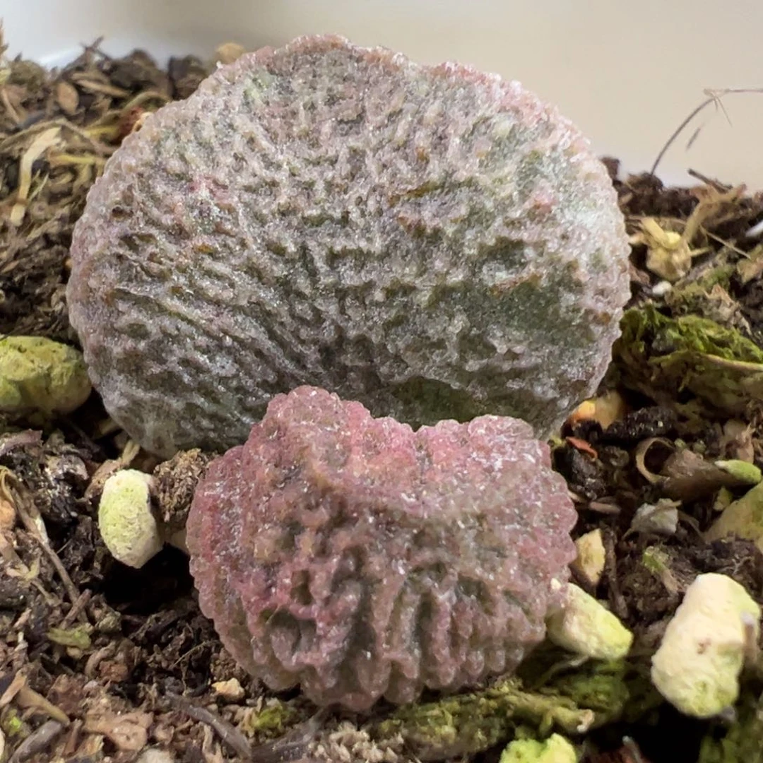 实生新品大苗多肉植物水泡多肉植物