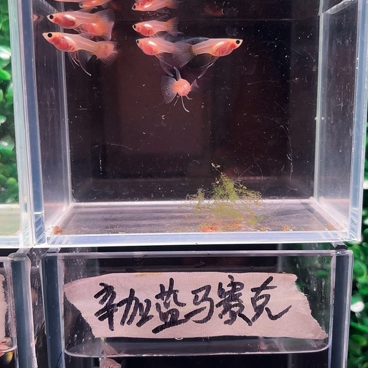 孔雀鱼黄肉c体6母2公