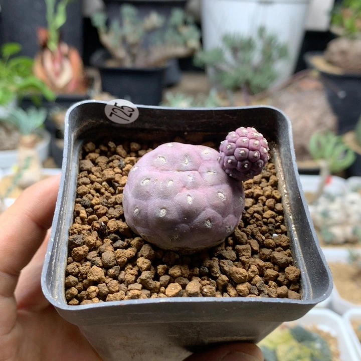 习志野仙人球自根带盆725