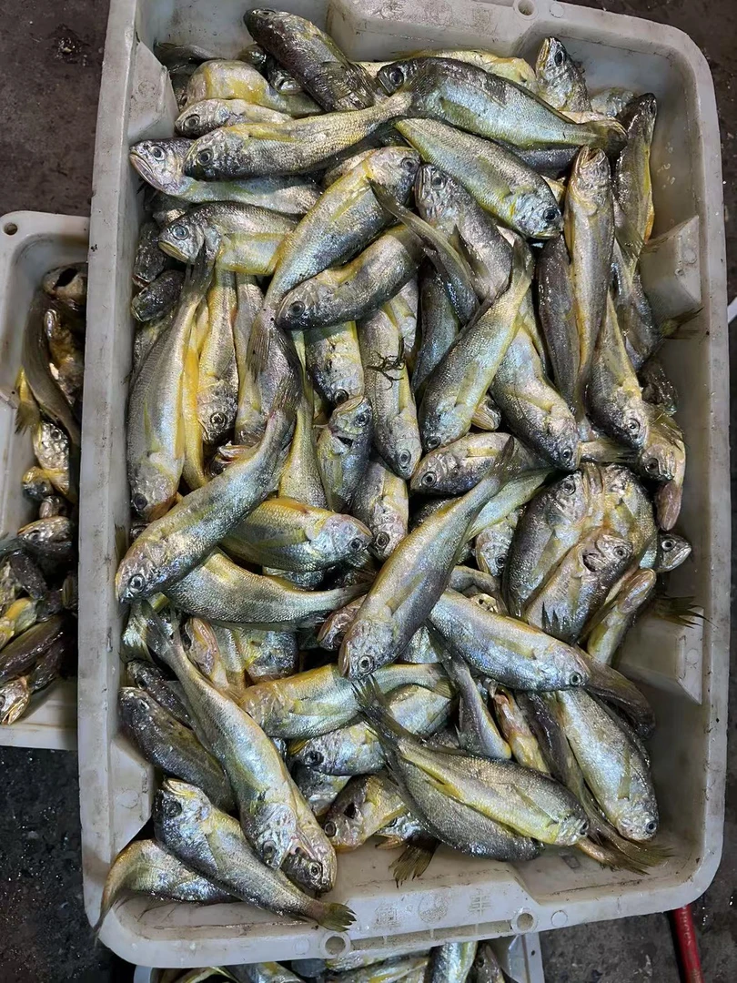 吕四本港黄鱼1斤8-10条6斤江浙沪包邮