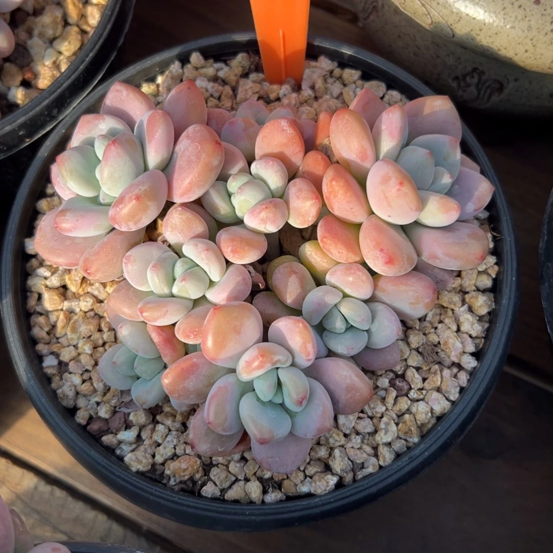 红洛神1111111111111