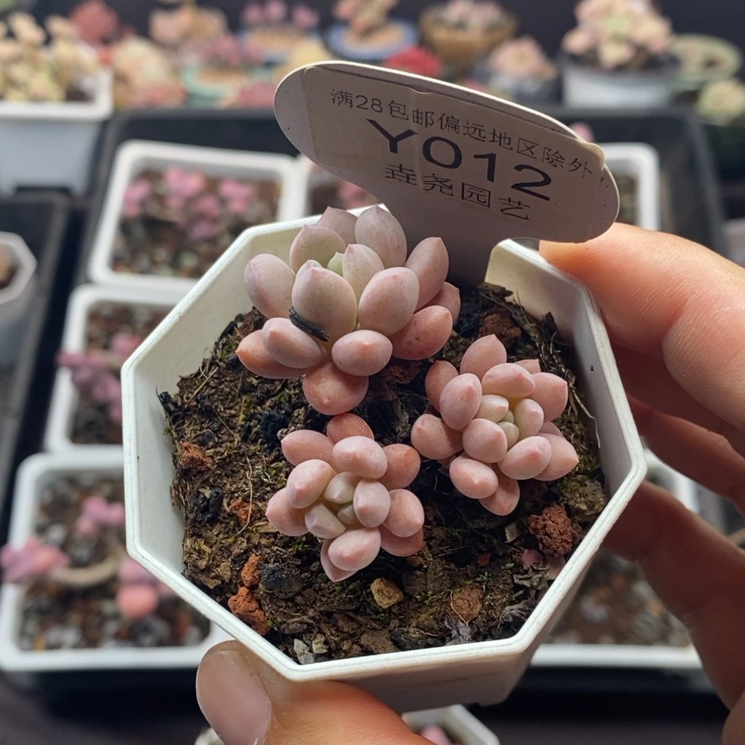 0012 小红蛋 5cm