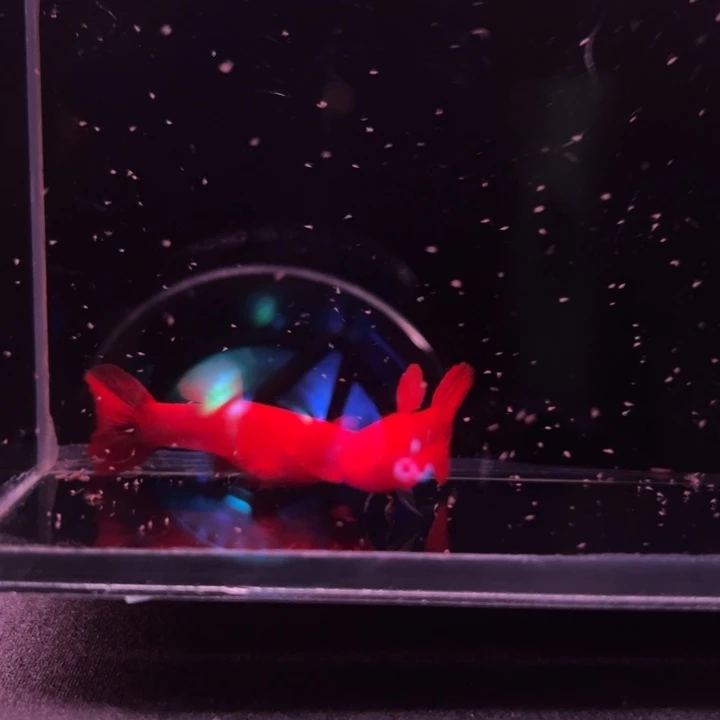 孔雀鱼火麒麟90/95红1对