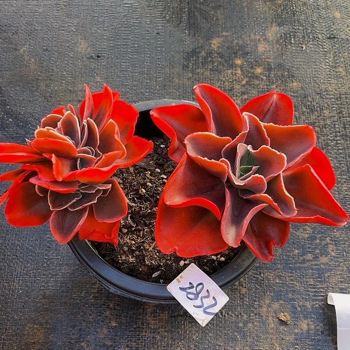 夜*红酒杯玫瑰2832