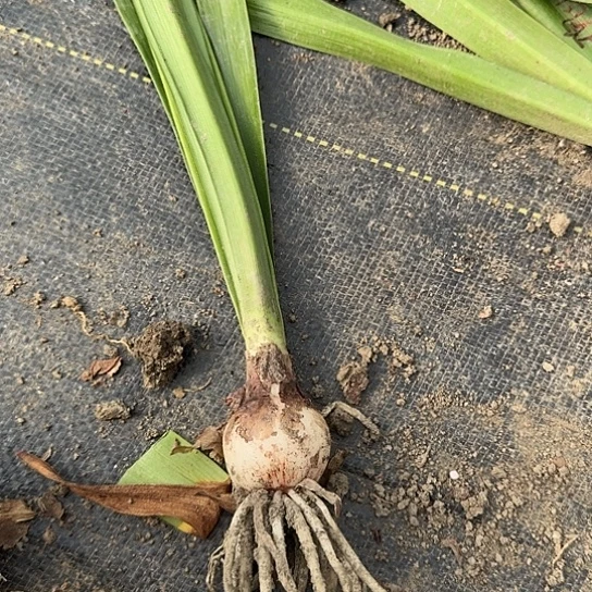 黄玫瑰包对版3-4厘米包对版