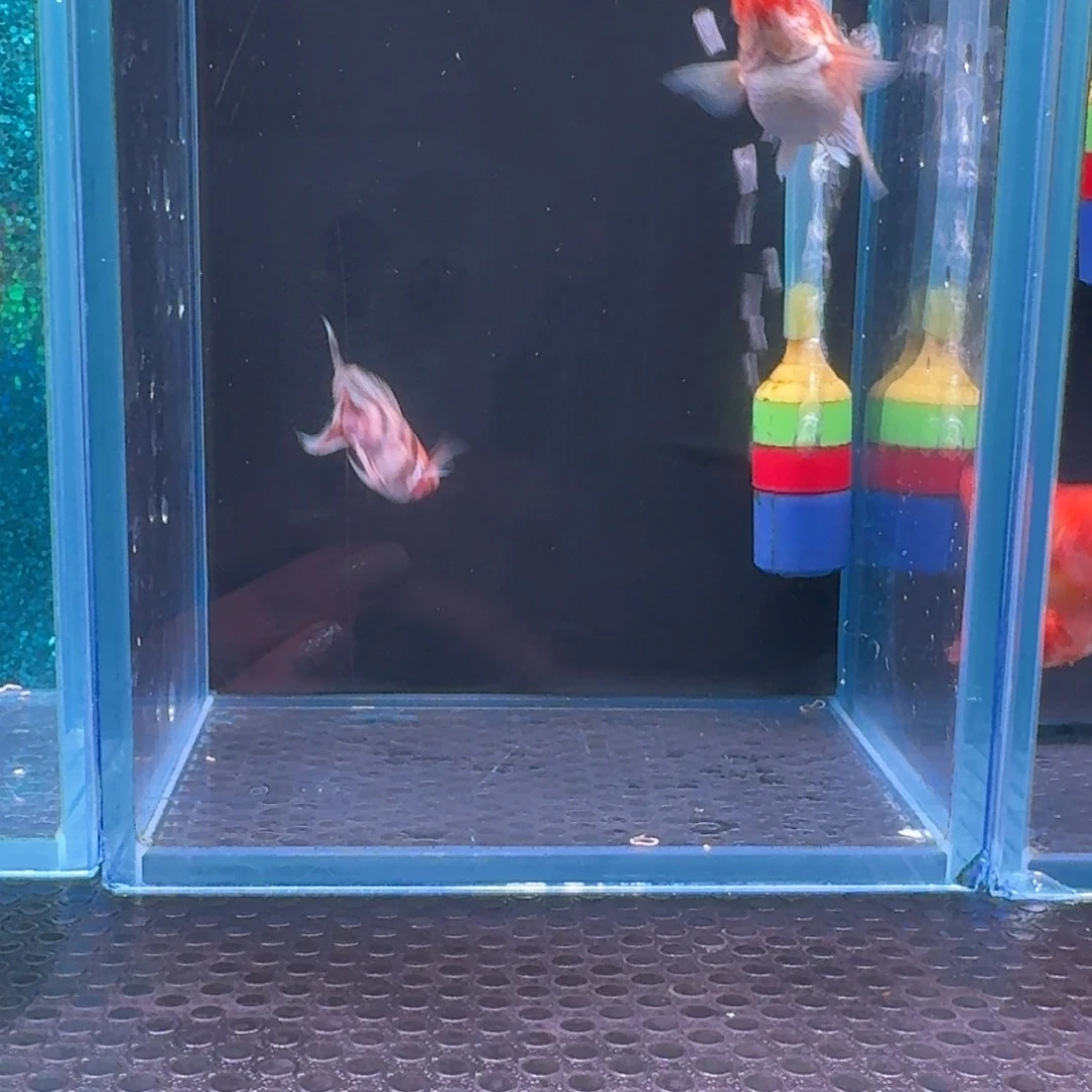 迷***人黑玛丽鱼雪豹2对，黄金2对