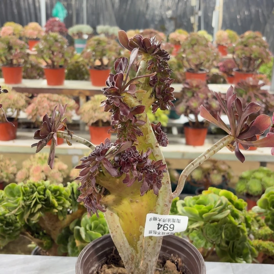 694黑法师缀化多肉植物
