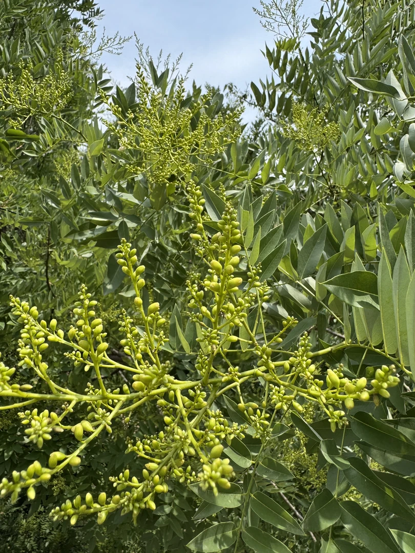 2025伏牛山头茬槐米拍一发二