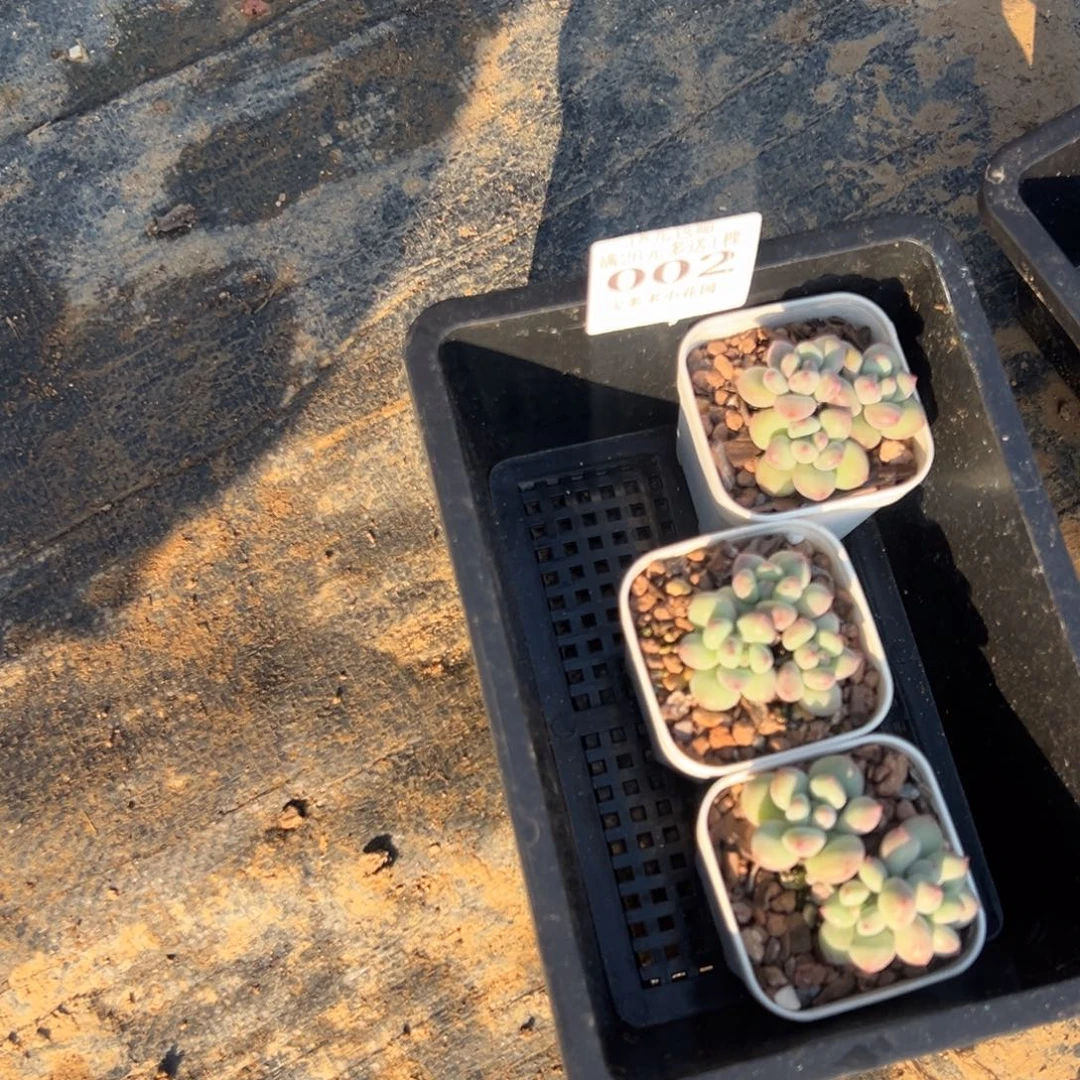 D***H精灵豆奶酪杂到手三颗