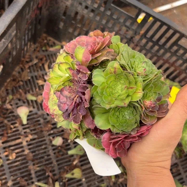 哈哈多肉葡萄福利114