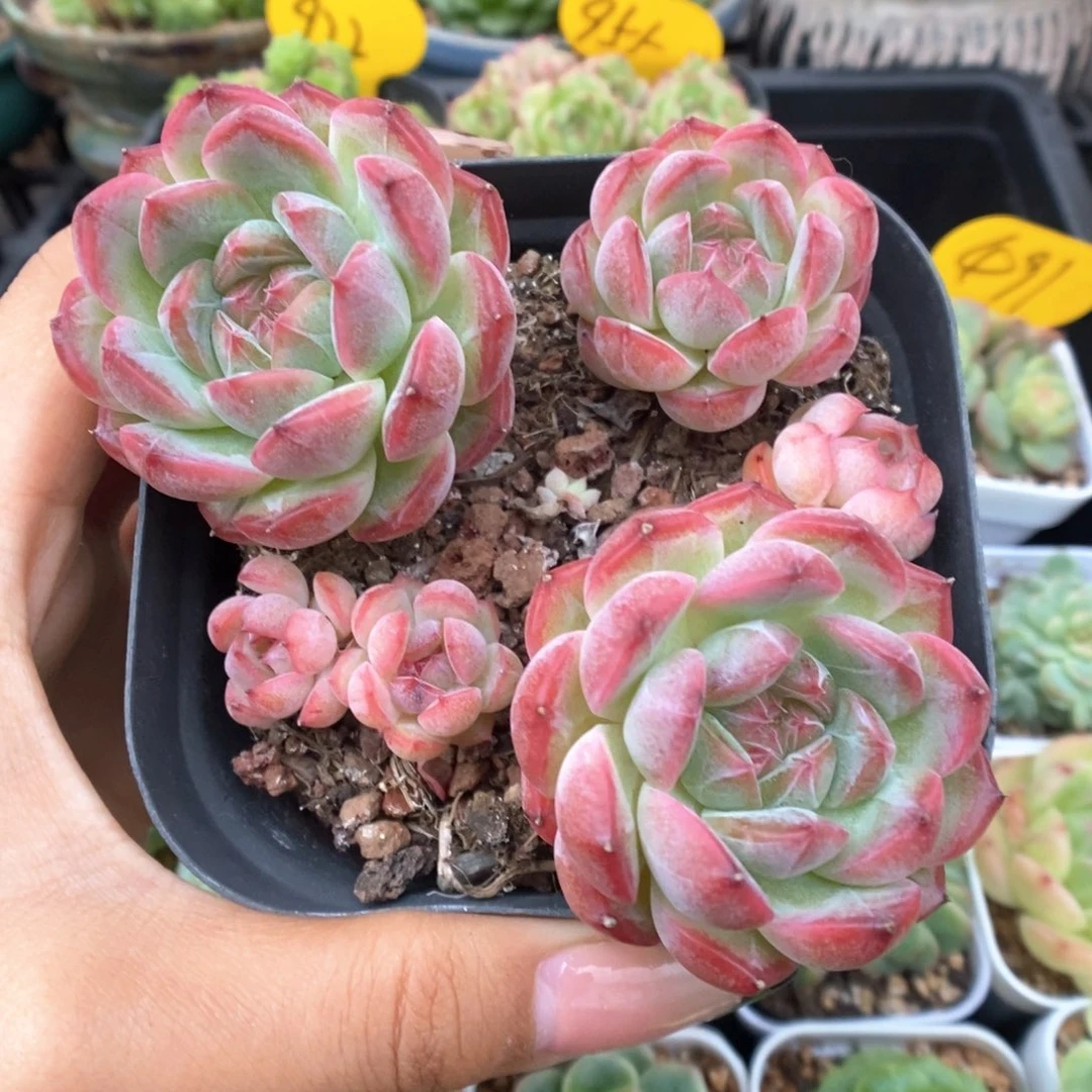 珍妮自然群可拍485号