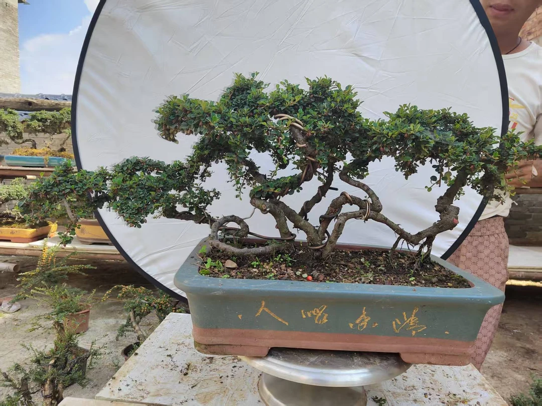 红花米叶珍珠荀子，开粉花挂粉果，室内室外可养。