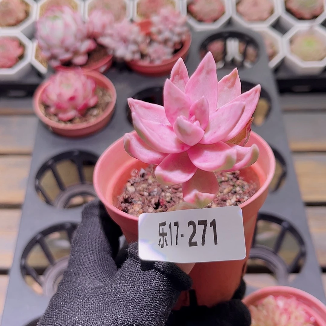 乐然17-271 布丁锦