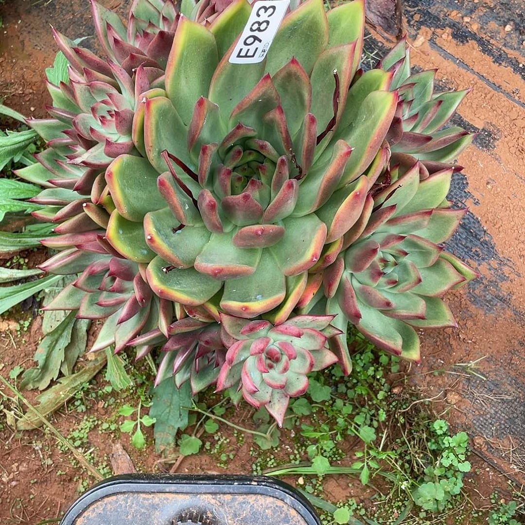 若如东云筐拍E983