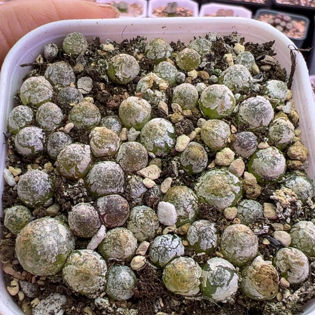 066号灯泡苗福利。。。。。