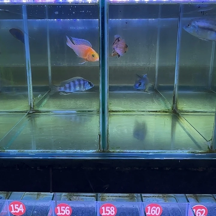 图***.海水鱼135➕137号111111