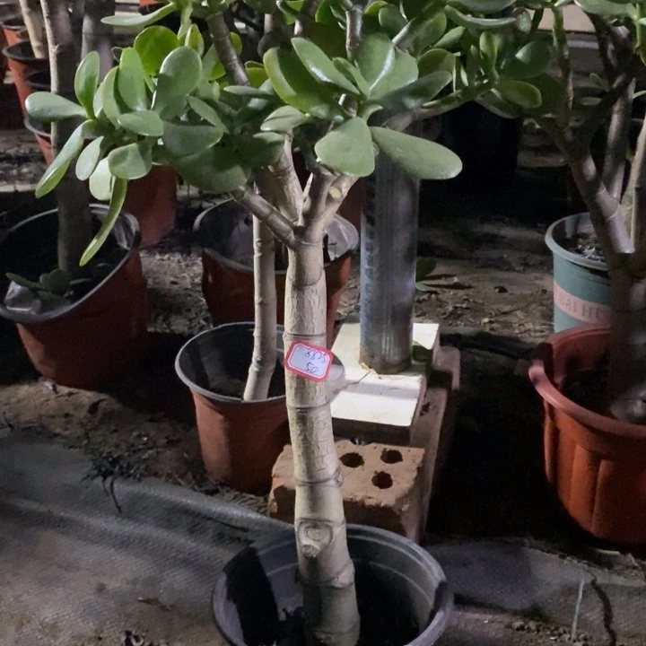 燕***你红叶玉树一物一拍