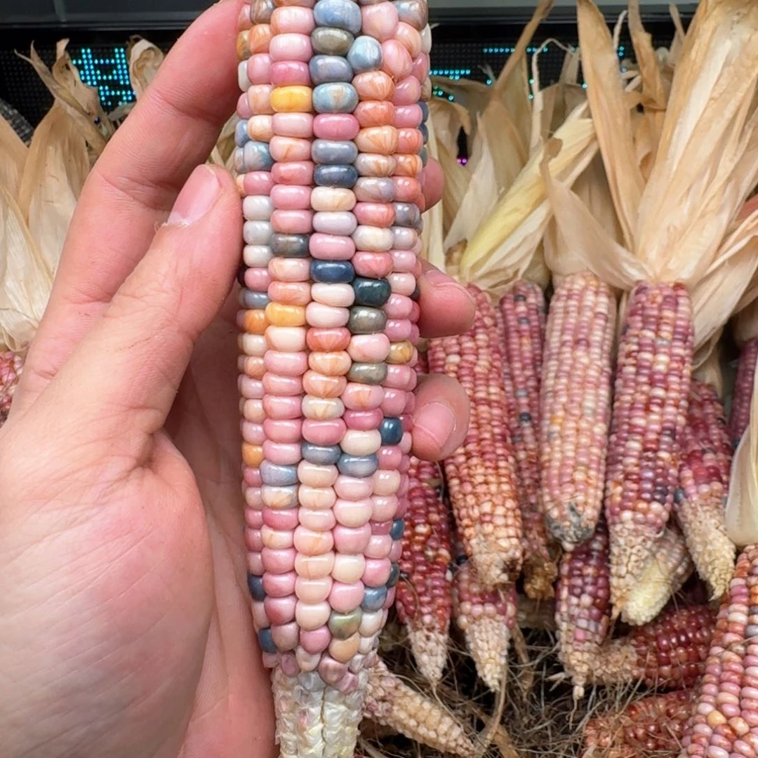 柏香籽/百香籽吊坠七***时